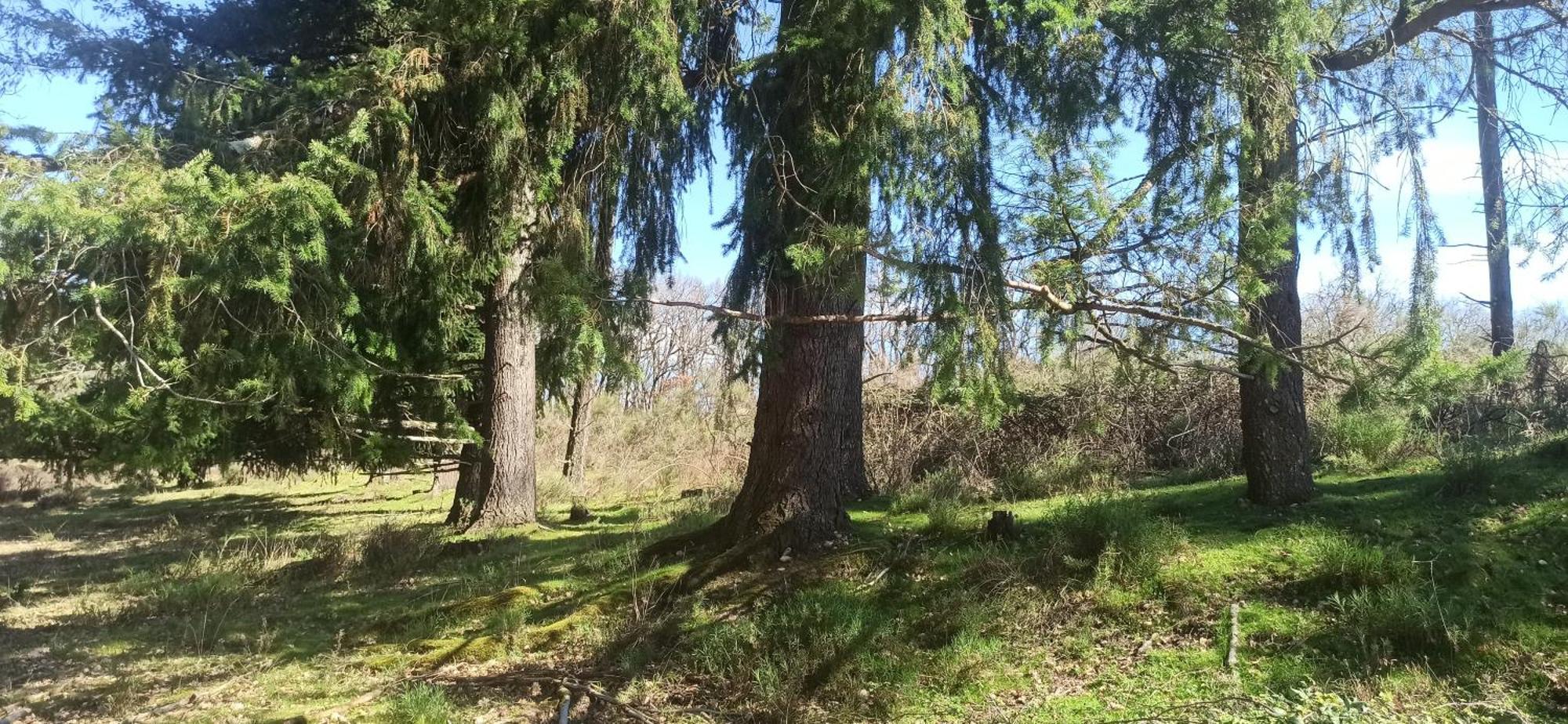 Eco Ceiba Ξενοδοχείο Busque Εξωτερικό φωτογραφία